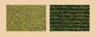 76941 Auhagen Potato field coarse greenSeeded field light green